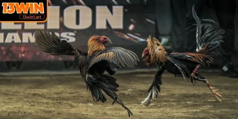 Loại hình cựa sắt hấp dẫn