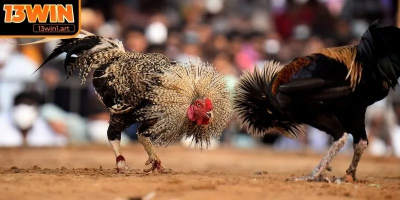 Chiến lược áp dụng kinh nghiệm chọn chiến kê