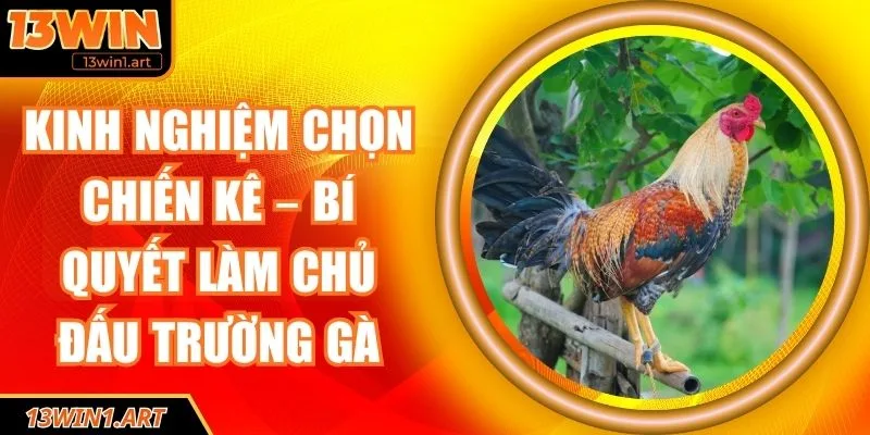kinh nghiệm chọn chiến kê