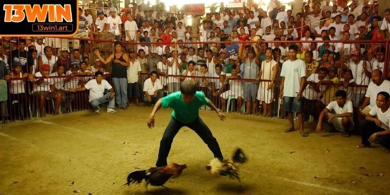 da ga 12 con giap la gi Đá gà 12 con giáp là gì?