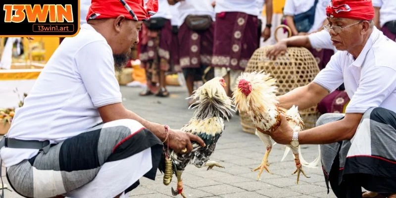 da ga 12 con giap luu y Lưu ý khi tham gia đá gà 12 con giáp 13WIN