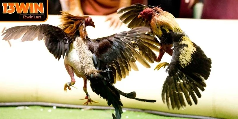 da ga 12 con giap meo chon Mẹo chọn con giáp chuẩn xác