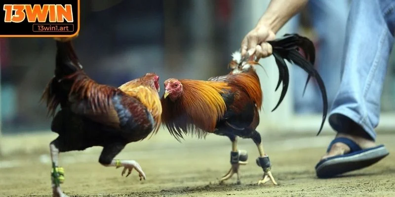 da ga 12 con giap theo doi tran dau Theo dõi trận đấu trực tiếp