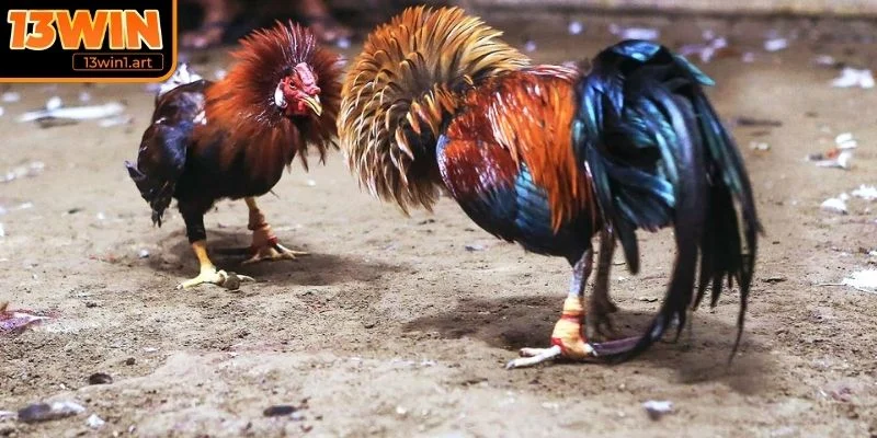 da ga 12 con giap y nghia phong thuy Ý nghĩa phong thủy trong đá gà 12 con giáp