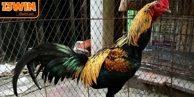 Bí quyết huấn luyện gà chiến tại Mexico