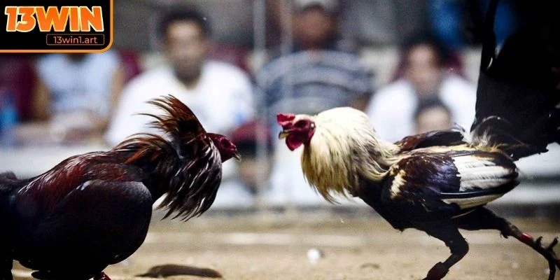 Lịch sử hình thành của đá gà Mexico