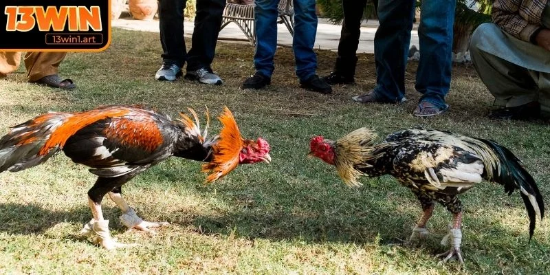 Quy định chung trong trận đấu