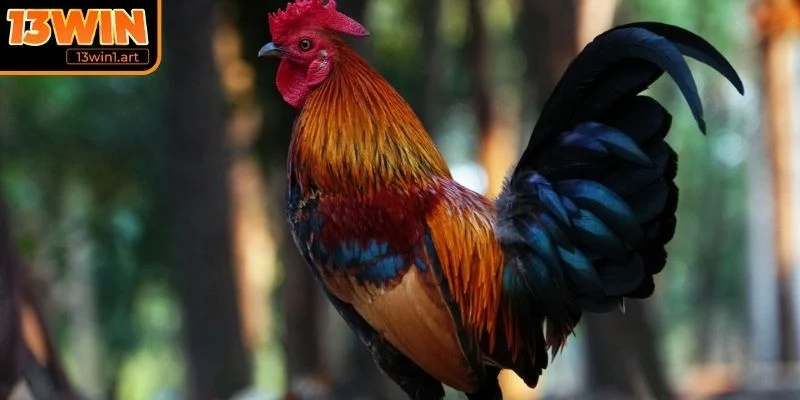 Dự đoán sức bền qua tiếng gáy