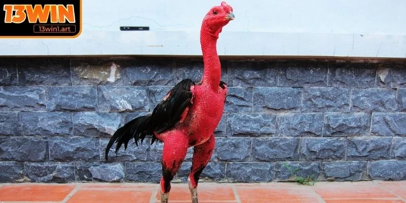 Gà đòn với kỹ năng điêu luyện