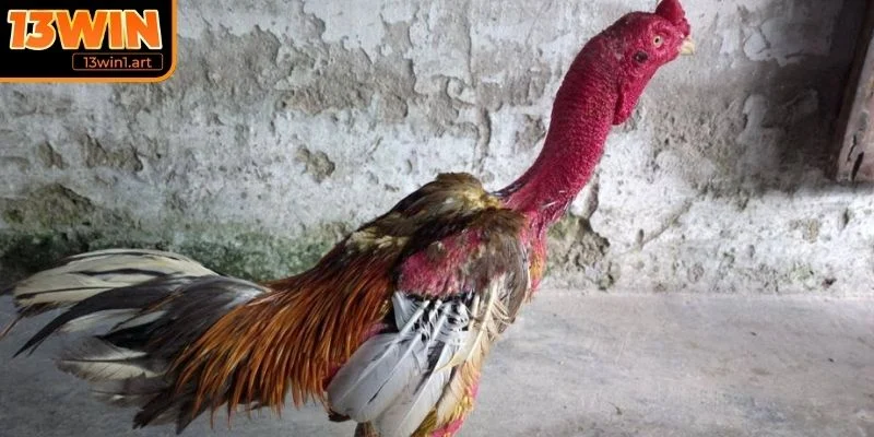 Sự phân bố các loại gà chọi Miền Trung