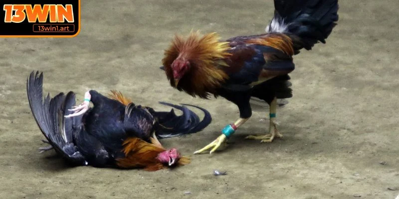 Học hỏi kinh nghiệm chuyên gia