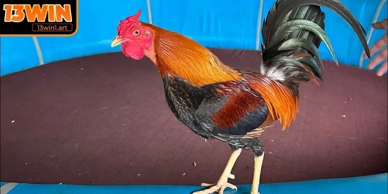 Dòng gà Pakoy với khả năng hạ gục đối thủ