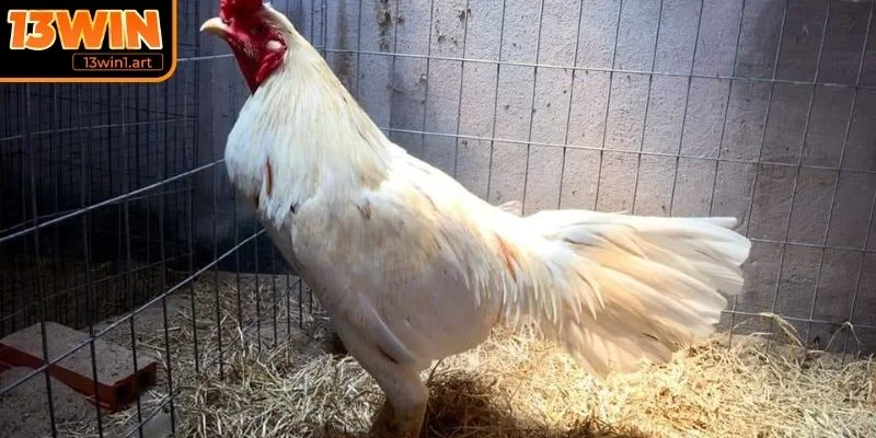 Ngoại hình đặc trưng của gà