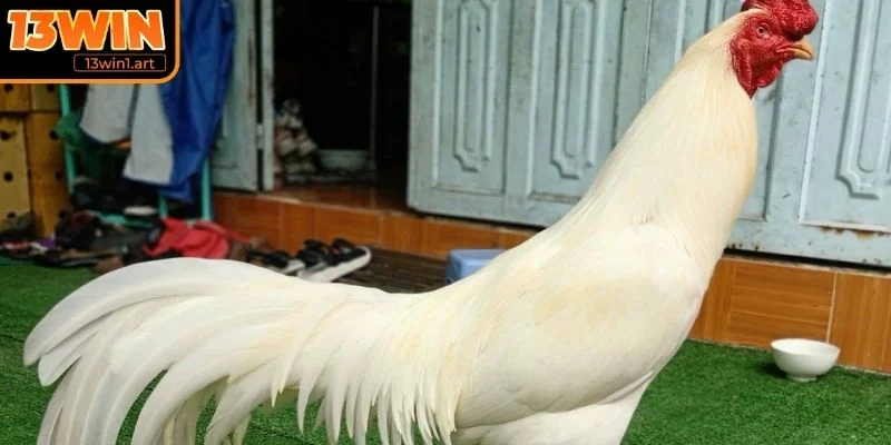 Tổng quan về giống gà đòn Thái Lan