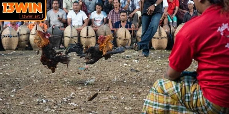 Con số ấn tượng về quy mô hoạt động trường gà